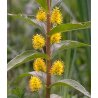Lysimachia thyrsiflora