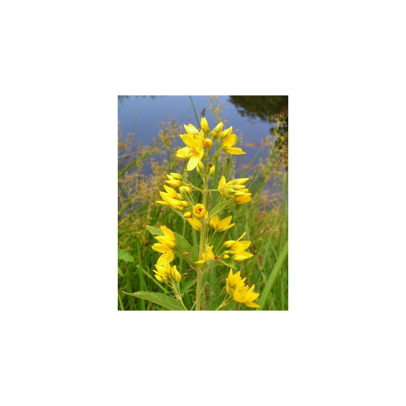 Lysimachia vulgaris