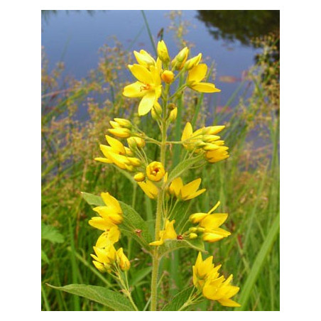 Lysimachia vulgaris