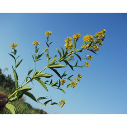 Lysimachia vulgaris