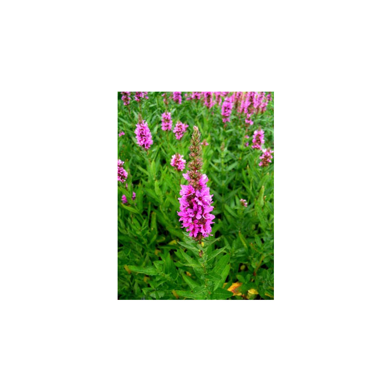 Lythrum salicaria