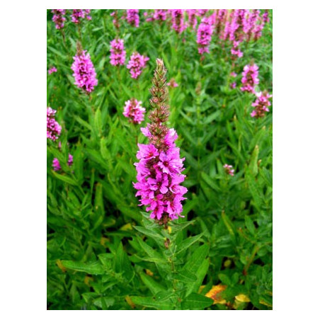 Lythrum salicaria