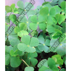 Marsilea quadrifolia (Trèfle à quatre feuilles)