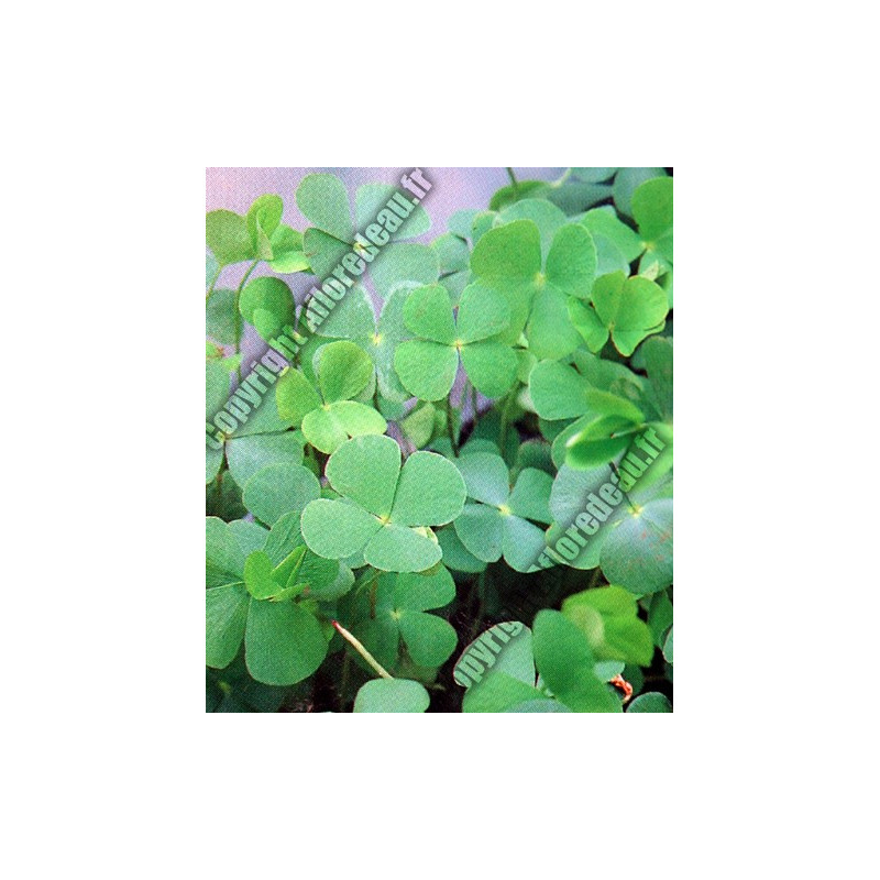 Marsilea quadrifolia (Trèfle à quatre feuilles)