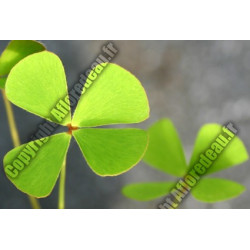 Marsilea quadrifolia (Trèfle à quatre feuilles)