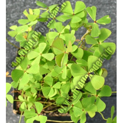 Marsilea quadrifolia (Trèfle à quatre feuilles)