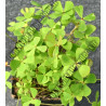 Marsilea quadrifolia (Trèfle à quatre feuilles)