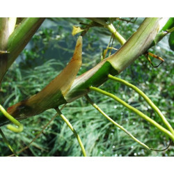 Menyanthes trifoliata racines nues