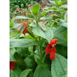 Mimulus cardinalis