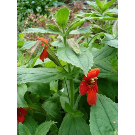 Mimulus cardinalis