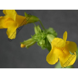 Mimulus guttatus
