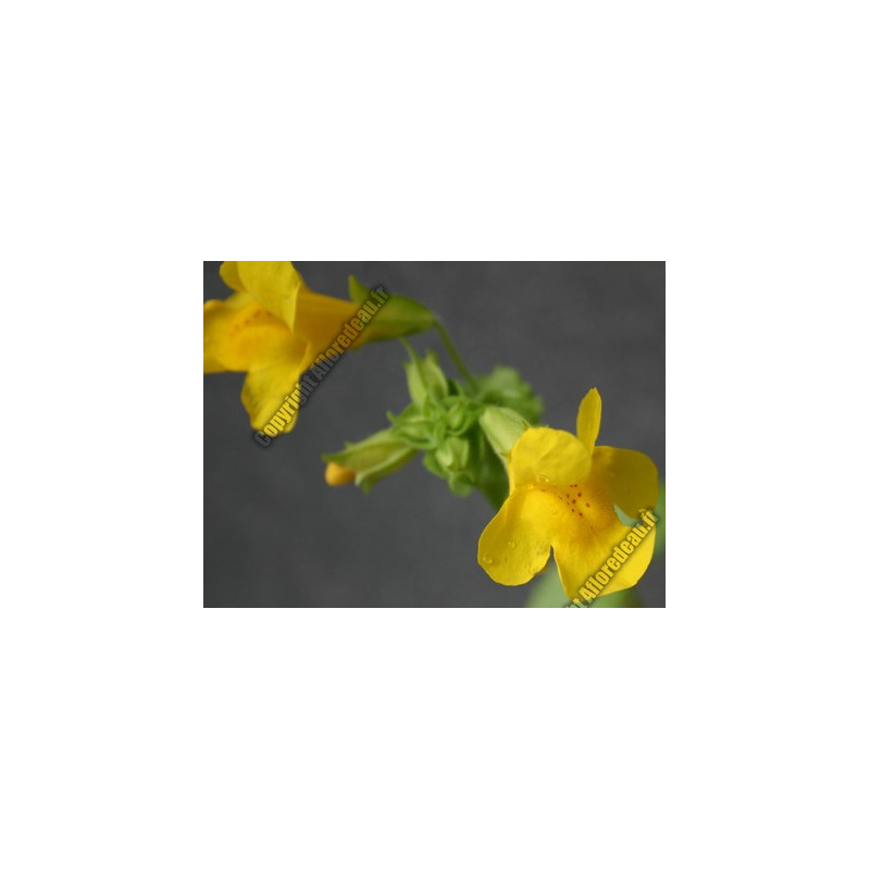 Mimulus guttatus