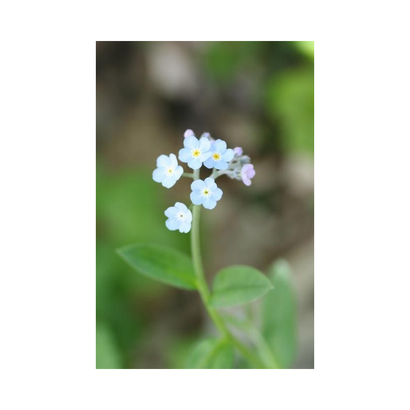 Myosotis palustris