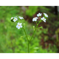 Myosotis palustris