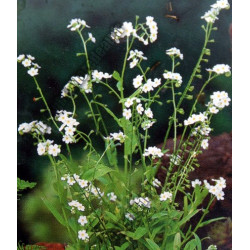 Myosotis palustris 'Snowflake / Ice Pearl' (blanc)