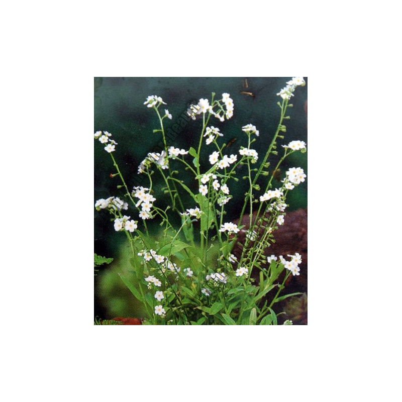 Myosotis palustris 'Snowflake / Ice Pearl' (blanc)