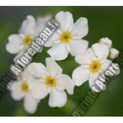 Myosotis palustris 'Snowflake / Ice Pearl' (blanc)