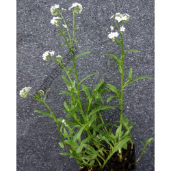 Myosotis palustris 'Snowflake / Ice Pearl' (blanc)