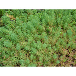 Myriophyllum aquaticum