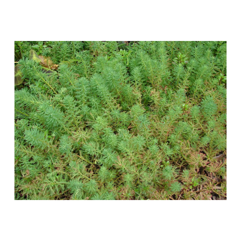 Myriophyllum aquaticum