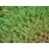 Myriophyllum aquaticum