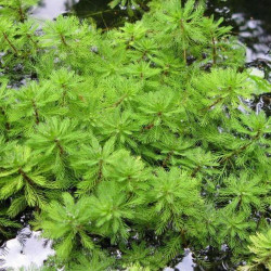 Myriophyllum brasiliensis