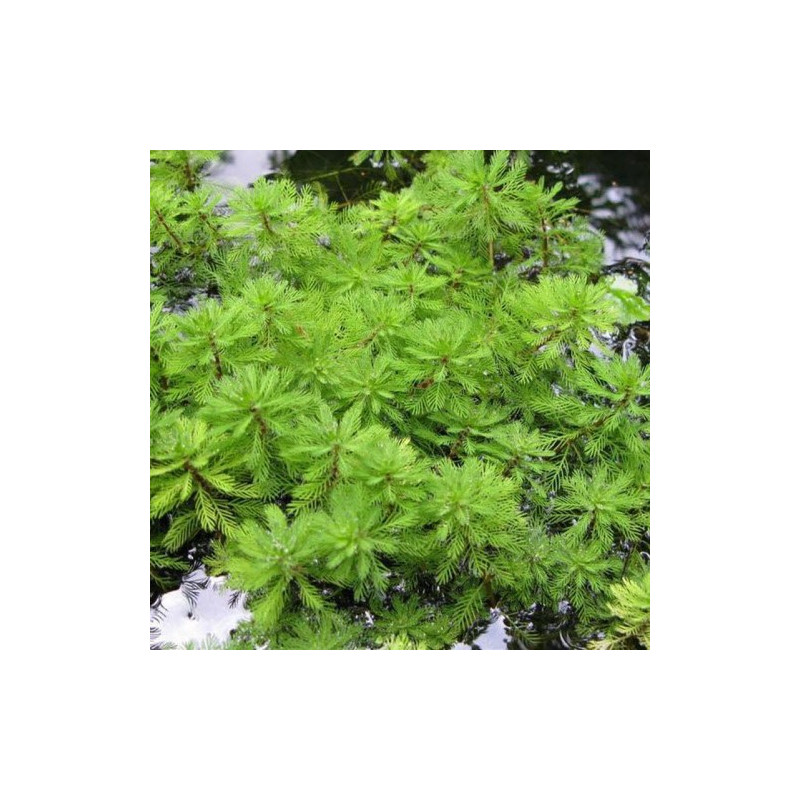 Myriophyllum brasiliensis