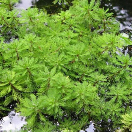 Myriophyllum brasiliensis