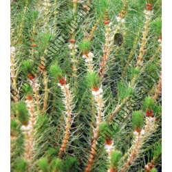 Myriophyllum propium