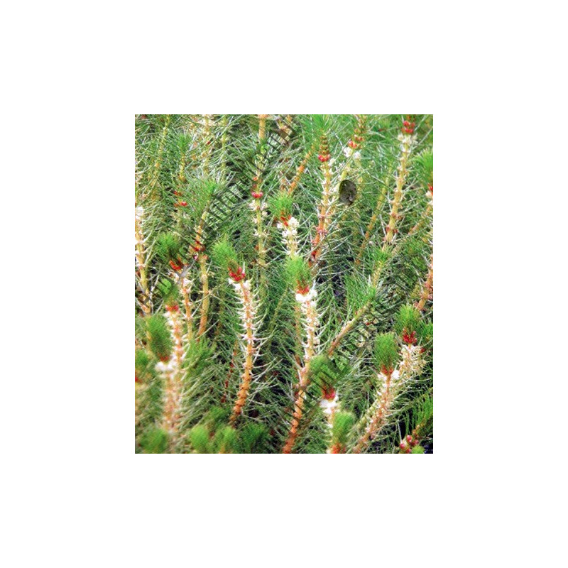 Myriophyllum propium