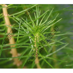 Myriophyllum propium