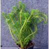Myriophyllum propium