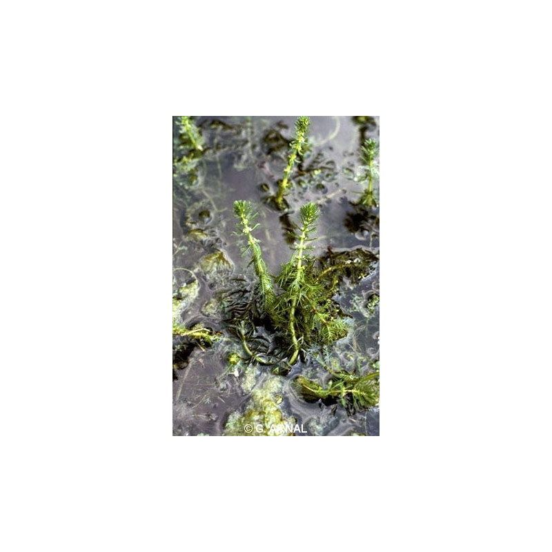 Myriophyllum verticillatum