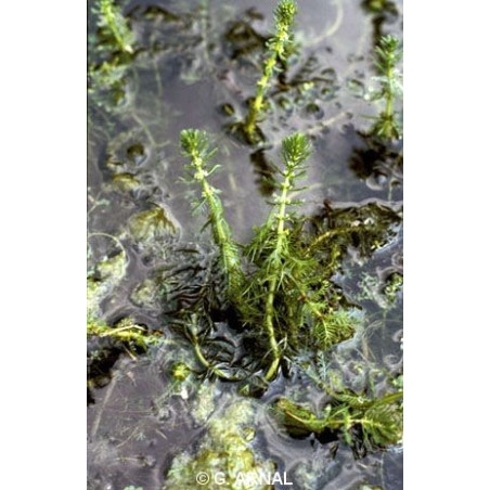 Myriophyllum verticillatum