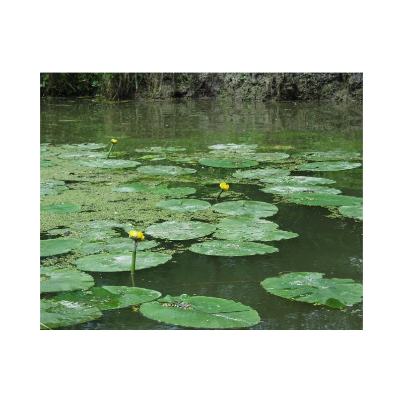 Nuphar luteum