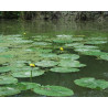 Nuphar luteum