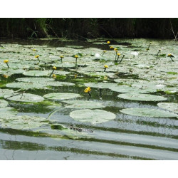 Nuphar luteum