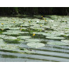 Nuphar luteum
