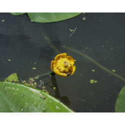 Nuphar luteum