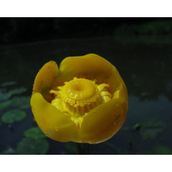Nuphar luteum