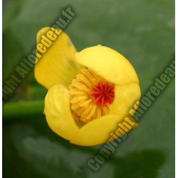Nuphar luteum