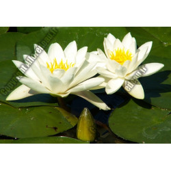 Nymphaea 'alba'