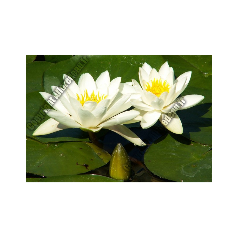 Nymphaea 'alba'