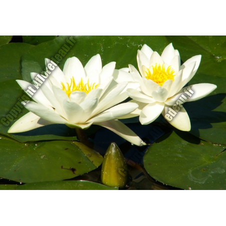 Nymphaea 'alba'
