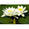 Nymphaea 'alba'