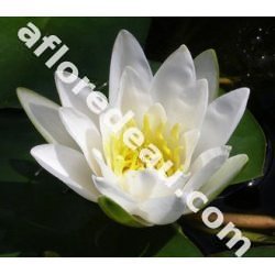 Nymphaea 'albatros'