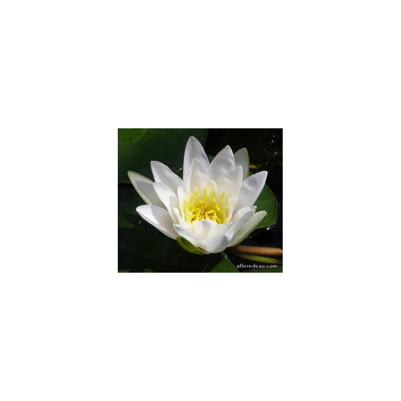 Nymphaea 'albatros'