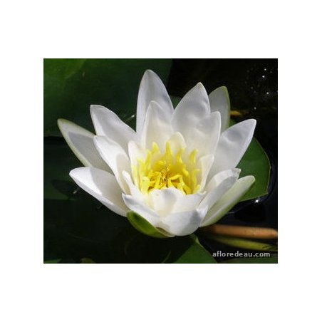 Nymphaea 'albatros'