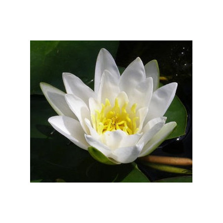 Nymphaea 'albatros'