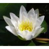 Nymphaea 'albatros'